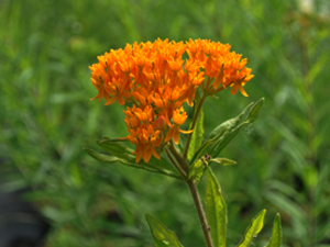 Vivers Càrex - Asclepias tuberosa